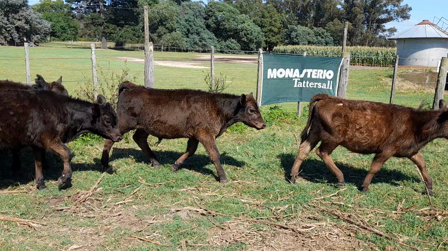 Lote 111 Terneros/as en Necochea