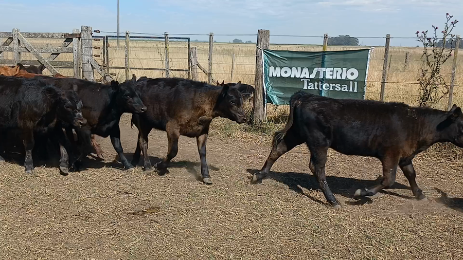 Lote 20 Terneras