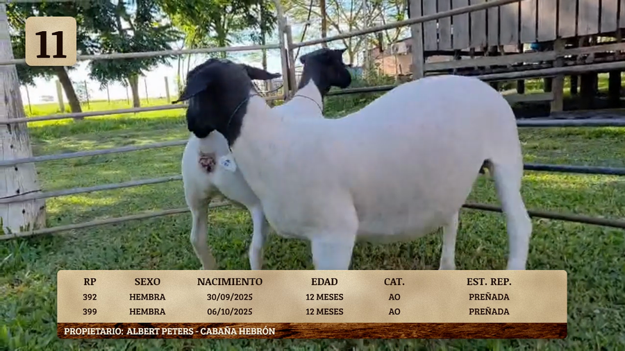 Lote LOTE 11