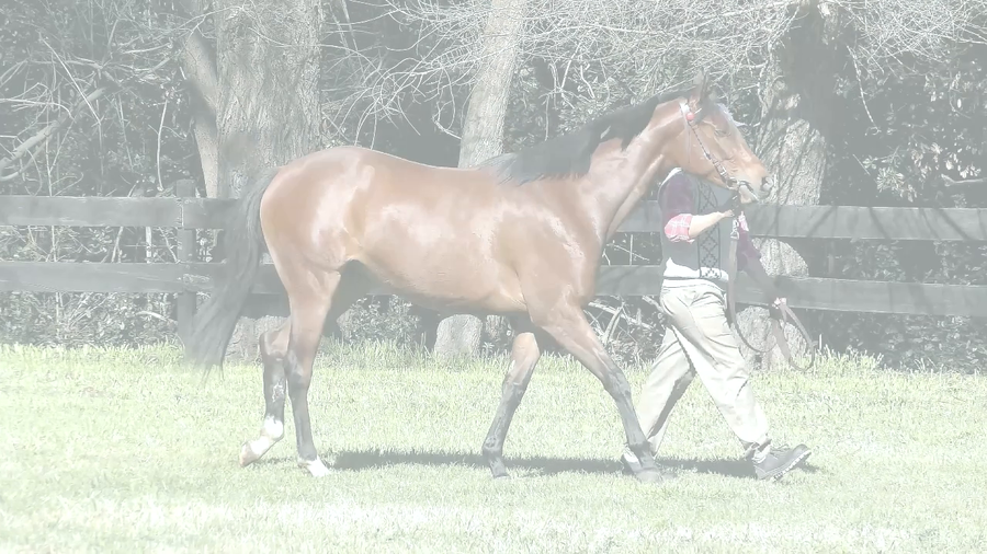 Lote DUDI TIME (ANNALS OF TIME -  DUDINKA)