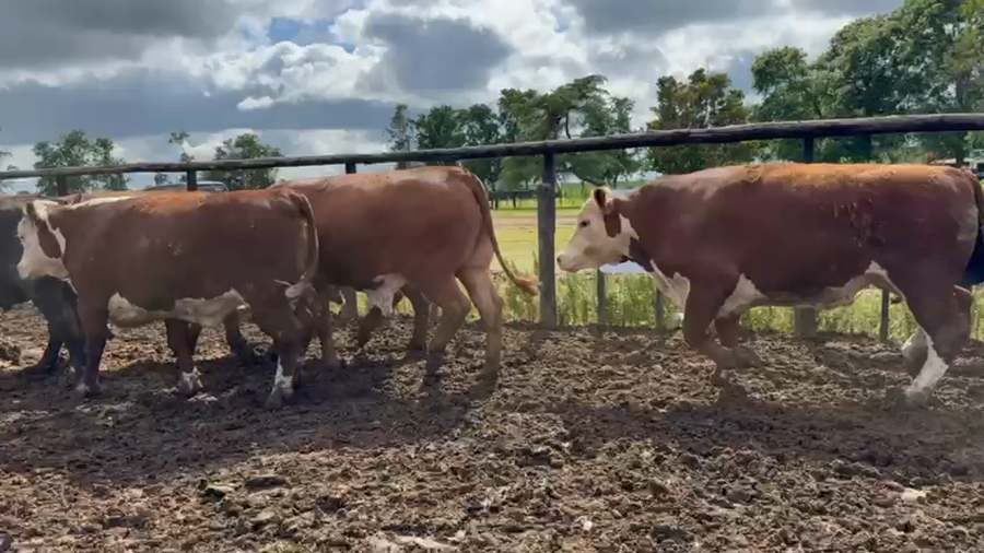 Lote 34 Novillos exportación