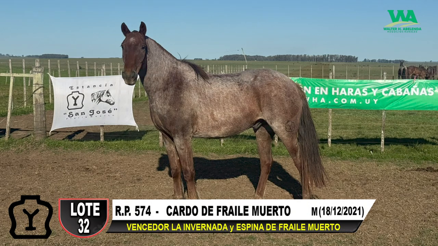 Lote CARDO DE FRAILE MUERTO