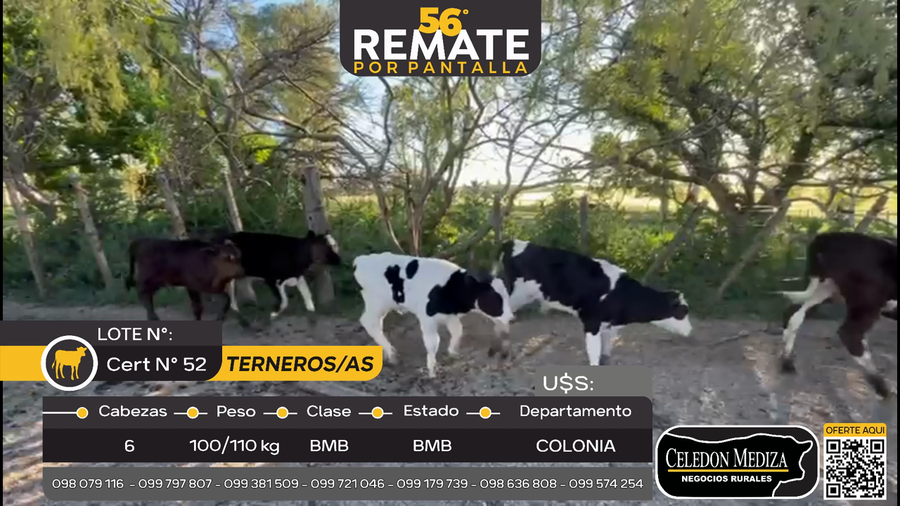Lote 6 Terneros y Terneras en  San Pedro, Colonia