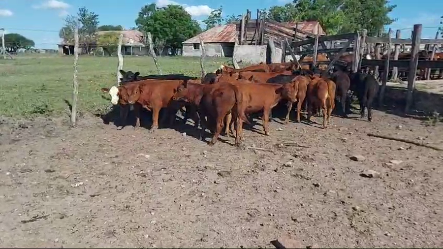 Lote 80 Terneros