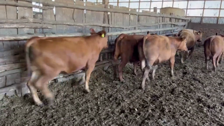 Lote 50 Novillo Engorda en San Carlos, XVI Región Ñuble