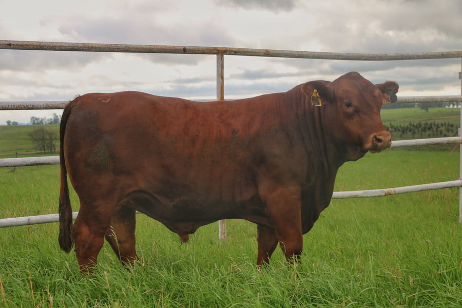 Lote Toros a remate en 14º Nacional Brangus, Tacuarembó