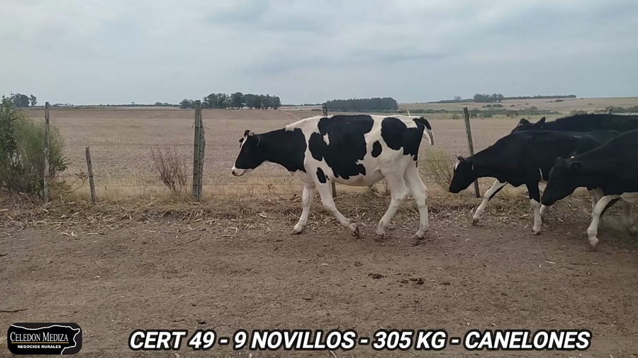 Lote 9 Novillos 1 a 2 años en Canelones