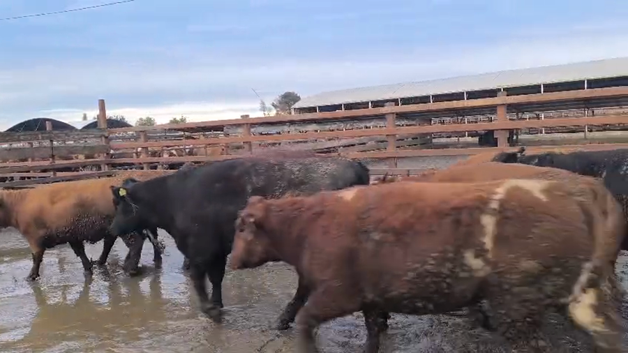 Lote 40 Vaquilla Gorda en Los Ángeles, VIII Región Biobío