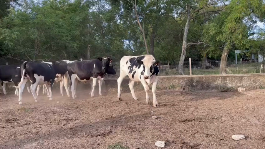 Lote Novillos