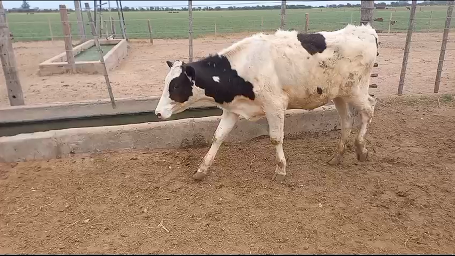 Lote 15 Novillitos Holando Argentino en Fidela, Santa Fe