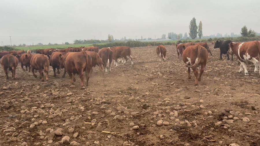 Lote 45 Novillo Gordo en Linares, VII  Región Maule