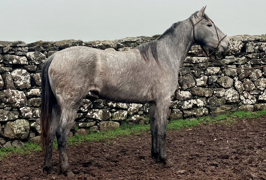 Lote FANTA GAITERA