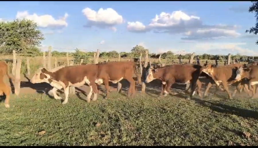 Lote 70 Terneras