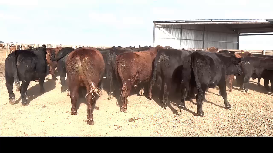 Lote 42 NOVILLITOS P/ FAENA