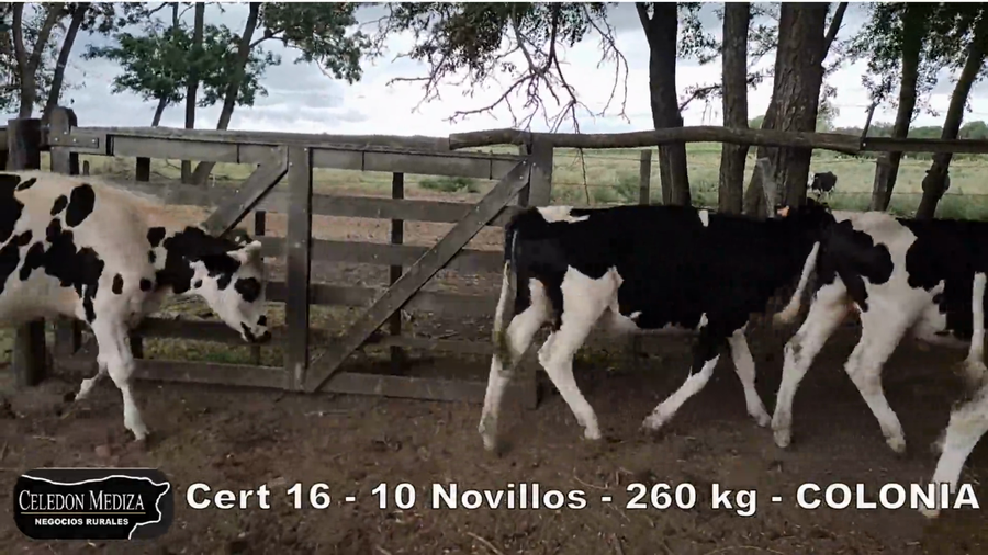 Lote 10 Novillos 1 a 2 años en Agraciada, Soriano