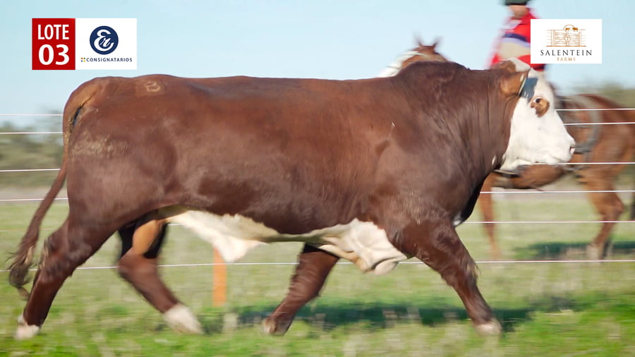 Lote LOTE 3 - TORO BRAFORD NO. 3