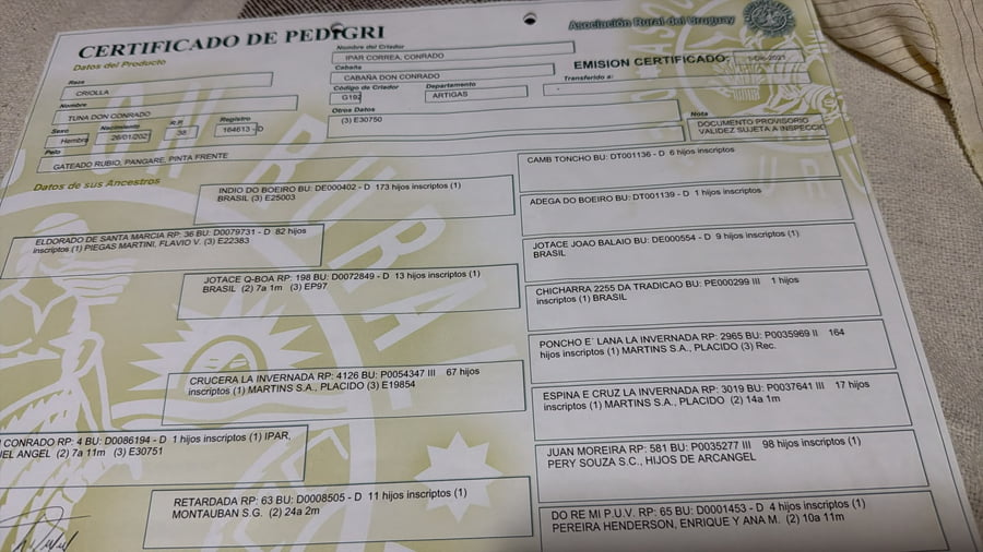 Lote Yegua mansa