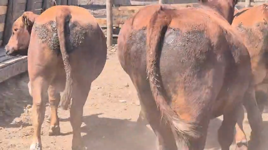 Lote 45 Novillo Gordo en Yerbas Buenas, VII  Región Maule