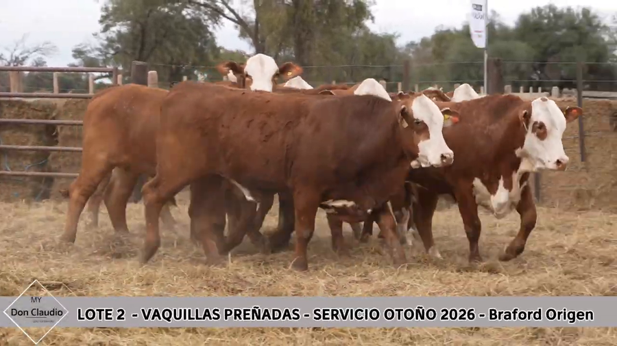 Lote Vaquillona preñada