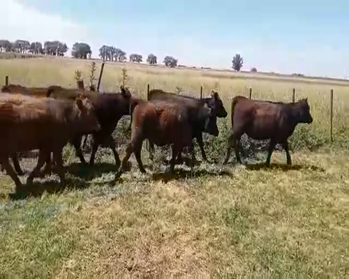 Lote 12 Terneros/as en Pehuajó, Buenos Aires