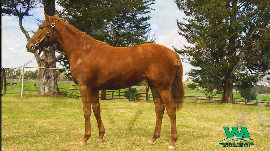 Lote MANDALINA RULER (Arg)