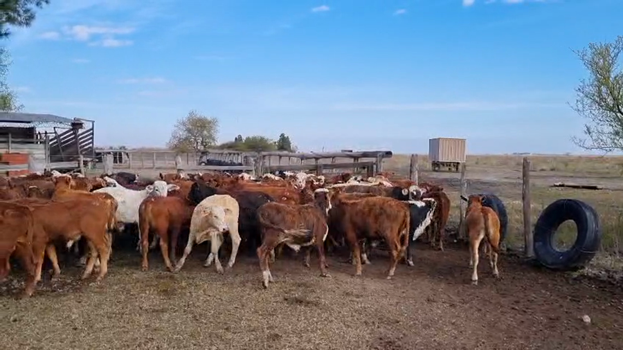 Lote 70 Castrados