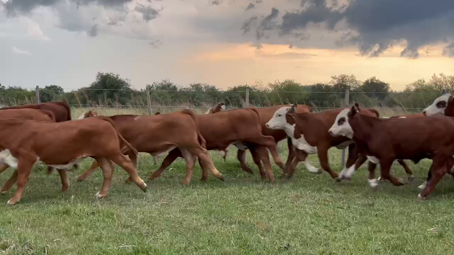 Lote 120 Terneros en Corrientes, Curuzú-Cuatiá