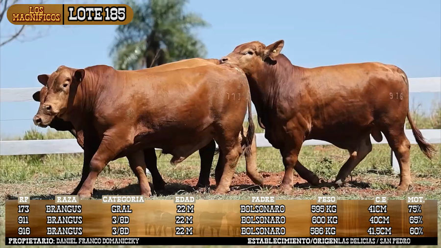 Lote LOTE 185 - VIVO