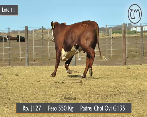 Lote TORO BRAFORD