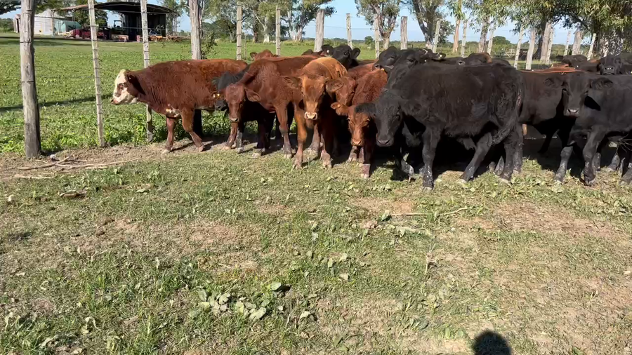 Lote 105 Terneros en Gran Guardia, Formosa