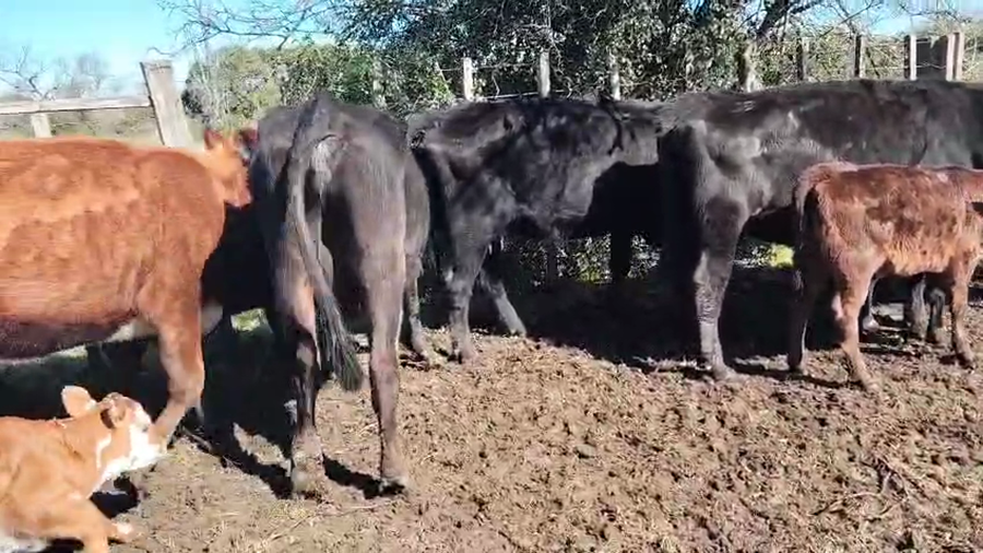 Lote 12 Piezas de cría a remate en Pantalla Aniversario - Escritorio Camy, San José