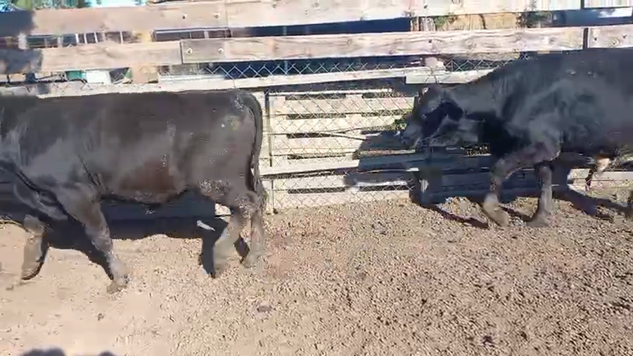 Lote 10 Terneros/as Cruzas en Col. San Pedro, Córdoba