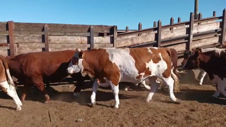 Lote 20 Novillo Gordo en Los Ángeles, VIII Región Biobío