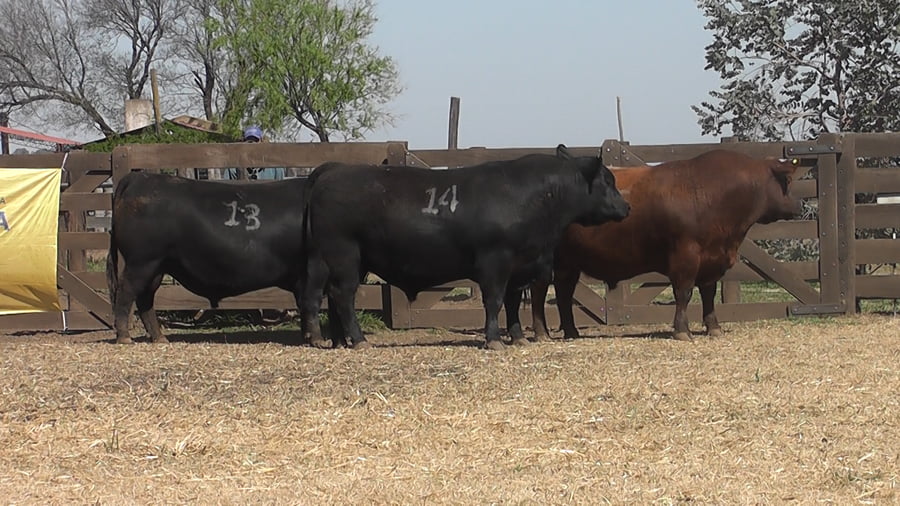 Lote TOROS ANGUS PC
