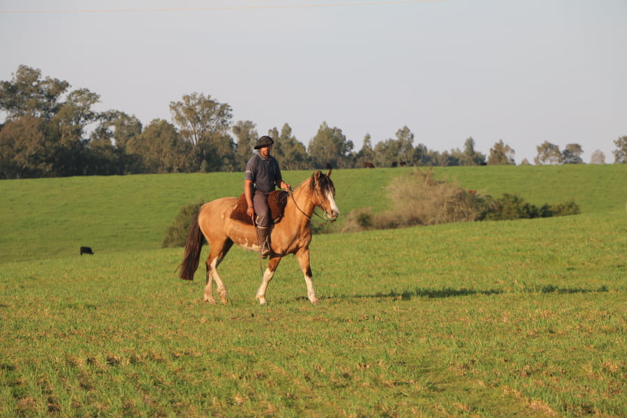 Lote LLAMARADA DEL CONVENTOS