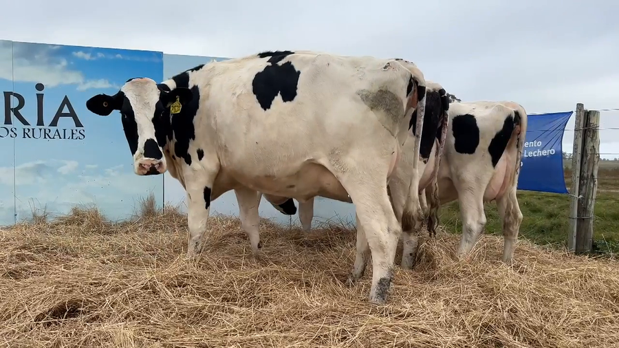 Lote VACAS PRÒXIMAS CABAÑA MANGADO