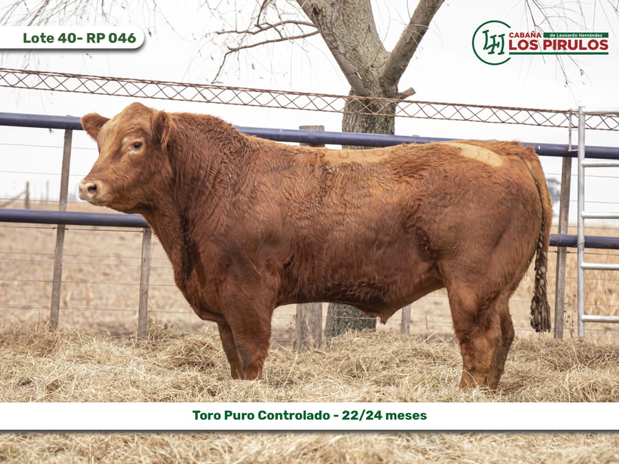Lote TOROS PUROS CONTROLADOS - 22/24 meses