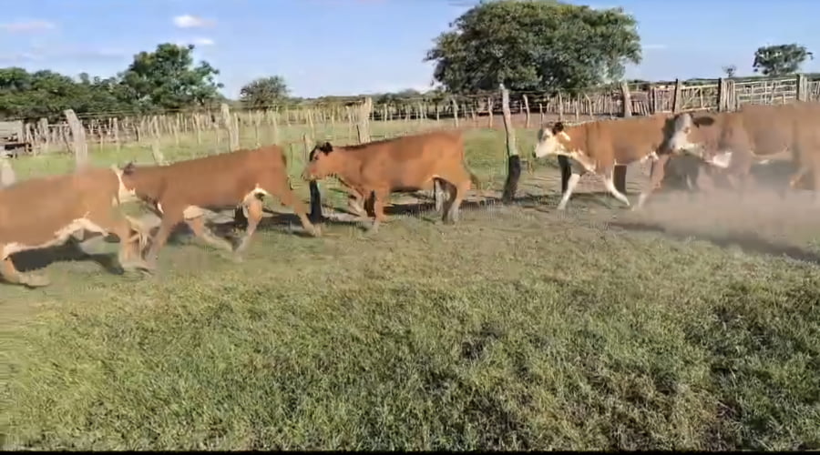 Lote 103 Terneras en Corrientes, Curuzú-Cuatiá