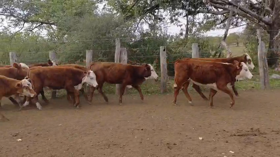 Lote 137 Terneros/as