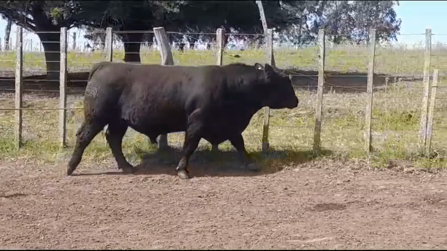 Lote TORO PI - RP 329