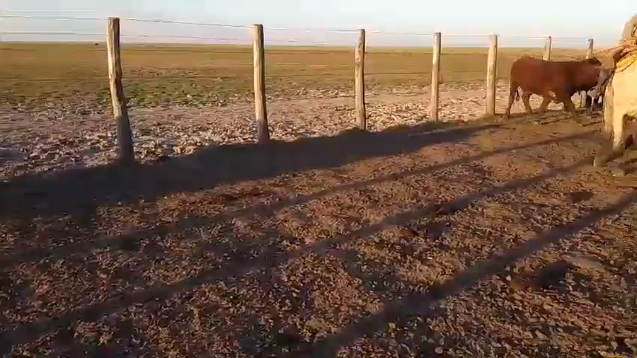 Lote 85 Novillitos en Santa Fe, Vera