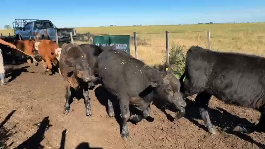 Lote 30 Terneros en Buenos Aires, Daireaux