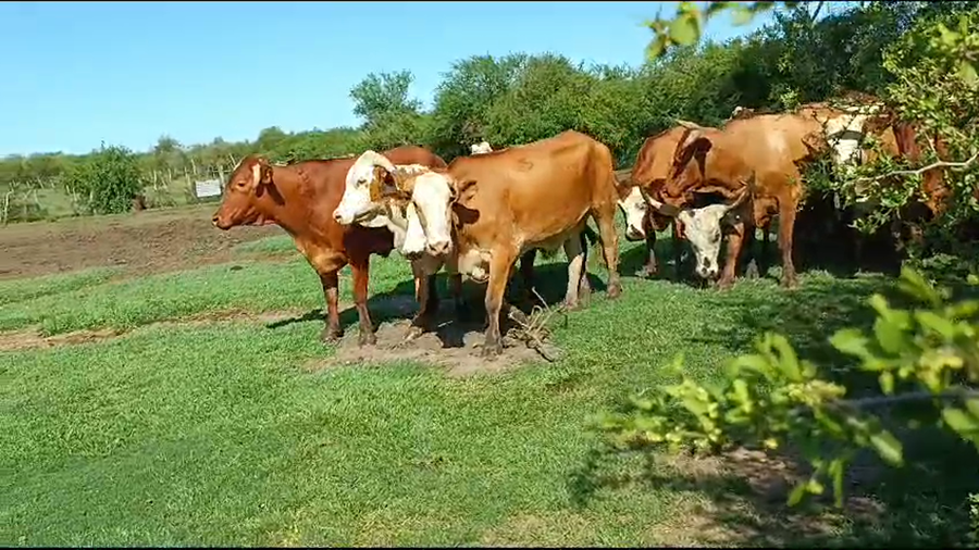 Lote 23 Novillos