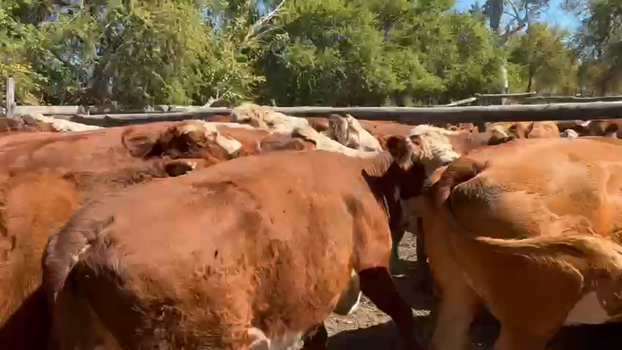 Imagen 2 del Lote Lote 35 Vaca Gorda en San Javier, VII  Región Maule