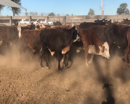 Lote 85 Novillitos en Pirané, Formosa