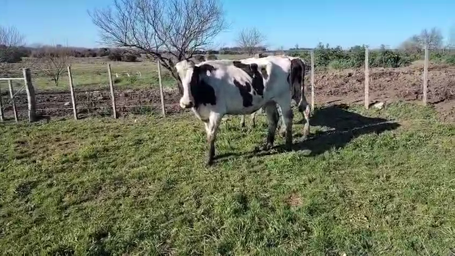 Lote 4 Piezas de cría a remate en Pantalla Aniversario - Escritorio Camy, San José