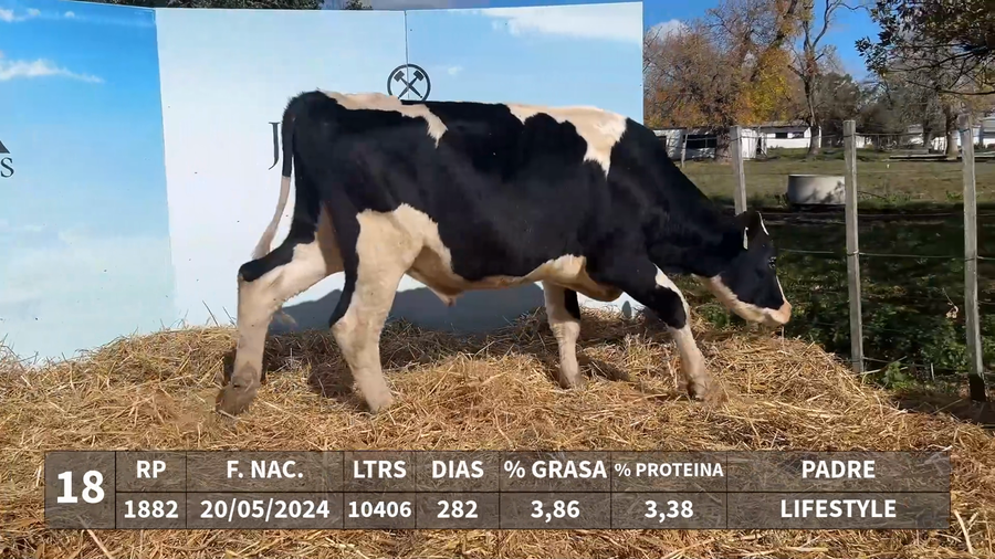 Lote LOTE 18 - RP 1882 - LIFESTYLE x KAROLINE 1352 K-ACROBATE BURT