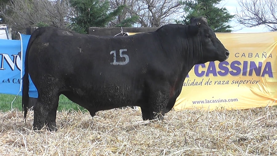 Lote TOROS ANGUS PUROS CONTROLADOS