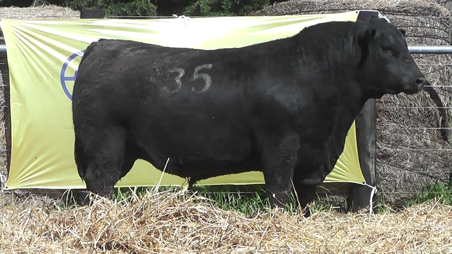 Lote TOROS ANGUS PURO CONTROLADO