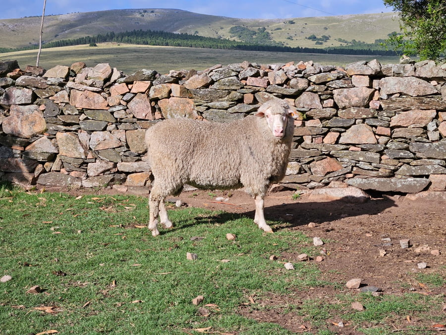 Lote (Vendido)Carneros a remate en Subasta Online - Nambi Guasu, Lavalleja